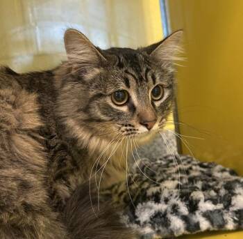 Benny -  Domestic Medium Hair Cat for Adoption in Golden, Colorado - Benny | PetCurious