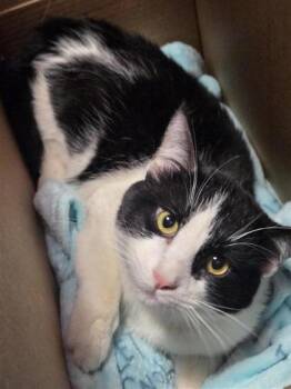 Domestic Short Hair Cats Available for Adoption - 60554388 | PetCurious