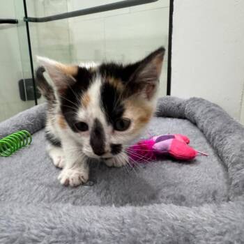 Marvel -  Domestic Short Hair Cat Available for Adoption in Fort Lauderdale, Florida - Marvel | PetCurious