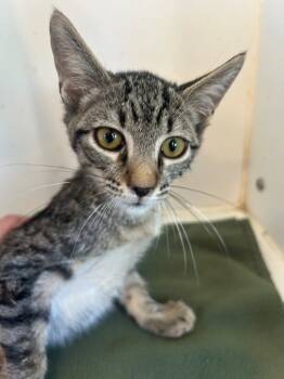 Rescue Domestic Short Hair Cats for Adoption in Cumming, Georgia - Marvin | PetCurious