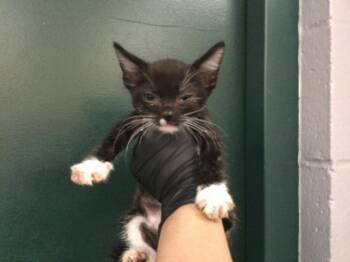 A1921290 -  Domestic Short Hair Cat for Adoption in Thousand Palms, California - A1921290 | PetCurious