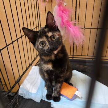 Birch -  Domestic Short Hair Cat for Adoption in Fort Worth, Texas - Birch | PetCurious