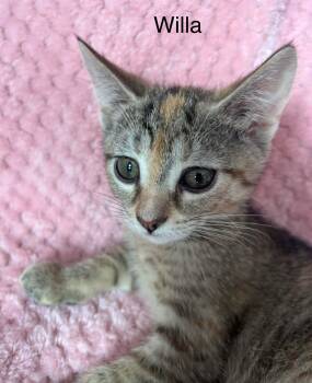 Tabby and Calico Cats Available for Adoption - Baby Willa | PetCurious