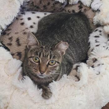 Chestnut -  Domestic Short Hair Cat for Adoption in Bentonville, Arkansas - Chestnut | PetCurious
