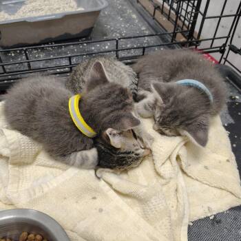 Frankfurt (blue collar) -  Domestic Medium Hair Cat for Adoption in Coos Bay, Oregon - Frankfurt (blue Collar) | PetCurious
