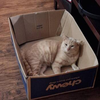 Domestic Short Hair Cats Available for Adoption - 0126-157 Duke | PetCurious