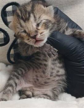 Domestic Short Hair Cats Available for Adoption in Fort Lauderdale, Florida - CLOVER | PetCurious