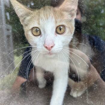 FIREMAN -  Domestic Short Hair Cat for Adoption in Greensboro, North Carolina - FIREMAN | PetCurious