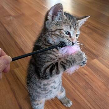 Carla -  Tabby and Torbie Cat Available for Adoption in UNIVERSITY PA, Maryland - Carla | PetCurious