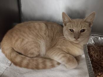 Rescue Domestic Short Hair Cats for Adoption in New Braunfels, Texas - Strawberry Moon | PetCurious