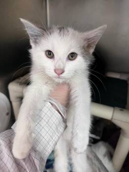 Yeti -  Domestic Short Hair Cat Available for Adoption in Cincinnati, Ohio - Yeti | PetCurious