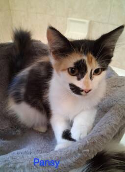 Pansy -  Domestic Medium Hair Cat for Adoption in Oviedo, Florida - Pansy | PetCurious