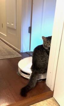Domestic Medium Hair Cats Available for Adoption in Fort Collins, Colorado - Bunny | PetCurious