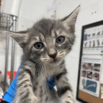 Magnolia -  Domestic Short Hair Cat for Adoption in Edinburg, Texas - Magnolia | PetCurious