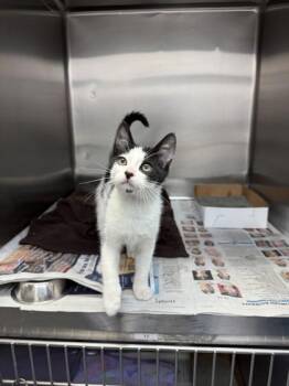 Robby -  Domestic Short Hair Cat for Adoption in North Miami Beach, Florida - Robby | PetCurious