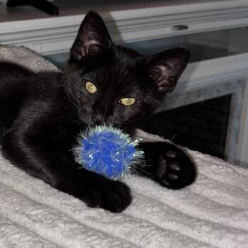 Josie -  Domestic Short Hair Cat for Adoption in Buffalo, New York - Josie | PetCurious