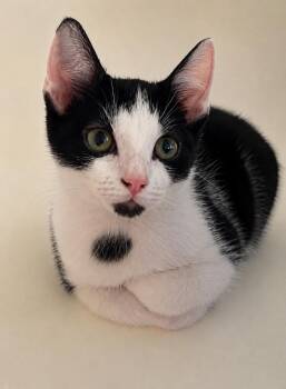 Conner -  Domestic Short Hair Cat for Adoption in Columbia, Tennessee - Conner | PetCurious