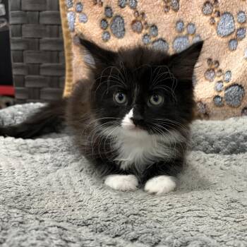 Bernadette (medium-hair) -  Domestic Medium Hair Cat for Adoption in Carmel, Indiana - Bernadette (medium-hair) | PetCurious