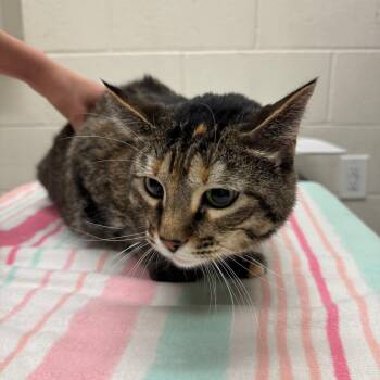 Rescue Domestic Short Hair Cats for Adoption in Murray, Utah - Miagi | PetCurious