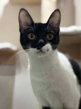 Rescue Domestic Short Hair Cats for Adoption in Dallas, Texas - Girlie Pop | PetCurious