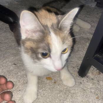 Panda -  Domestic Short Hair Cat for Adoption in Greensboro, North Carolina - Panda | PetCurious