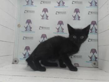 PUDGE -  Domestic Short Hair Cat for Adoption in Orlando, Florida - PUDGE | PetCurious