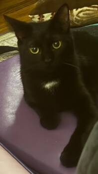 Domestic Short Hair Cats Available for Adoption - Starla | PetCurious