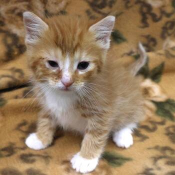Domestic Short Hair Cats Available for Adoption in Chaska, Minnesota - Carrot | PetCurious