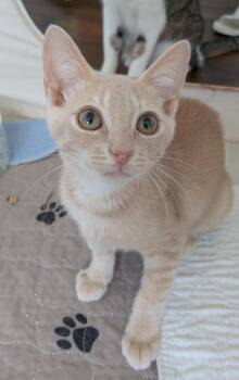 Tabby Cats Available for Adoption - Tishka | PetCurious