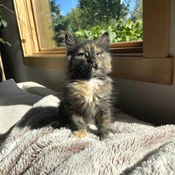 Wolfie McToast -  Domestic Medium Hair Cat for Adoption in Hailey, Idaho - Wolfie McToast | PetCurious