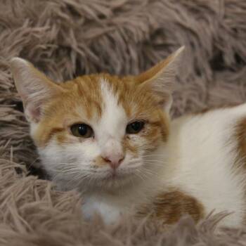 Thumbelina -  American Shorthair Cat for Adoption in Houston, Texas - Thumbelina | PetCurious