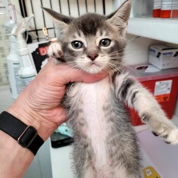 Prada -  Domestic Short Hair Cat Available for Adoption in Belfair, Washington - Prada | PetCurious