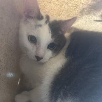Domestic Short Hair Cats Available for Adoption in Philadelphia, Pennsylvania - Tyson Mikes | PetCurious