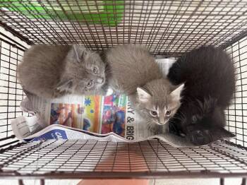 Callum -  Domestic Medium Hair Cat for Adoption in Sorrento, Louisiana - Callum | PetCurious