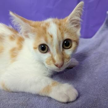 Rescue Domestic Short Hair Cats for Adoption in North Myrtle Beach, South Carolina - Freckles | PetCurious