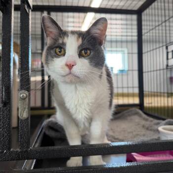 Chewy (Deputy) -  Domestic Short Hair Cat for Adoption in Spanish Fork, Utah - Chewy (Deputy) | PetCurious