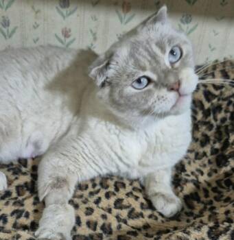 Bianka -  Scottish Fold Cat for Adoption in Attleboro, Massachusetts - Bianka | PetCurious