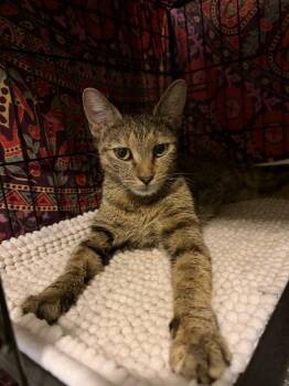 Inaya -  Domestic Short Hair Cat for Adoption in Virginia Beach, Virginia - Inaya | PetCurious