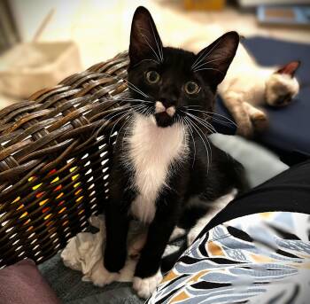 Rocket -  Tuxedo Cat for Adoption in Fort Myers, Florida - Rocket | PetCurious