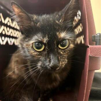 Domestic Short Hair Cats Available for Adoption in Woodinville, Washington - Tubby | PetCurious