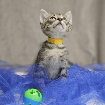 Clement-C -  Domestic Short Hair Cat for Adoption in East St. Louis, Illinois - Clement-C | PetCurious