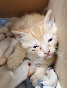 BAM BAM -  Domestic Short Hair Cat for Adoption in Fort Lauderdale, Florida - BAM BAM | PetCurious