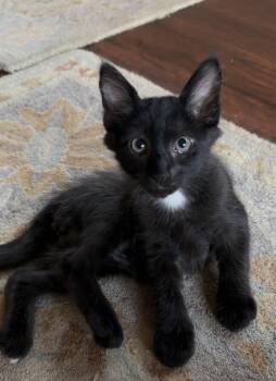 Batman & Jonny - sweet lap kitens -  Bombay and Domestic Short Hair Cat for Adoption in San Luis Obispo, California - Batman & Jonny - Sweet Lap Kitens | PetCurious