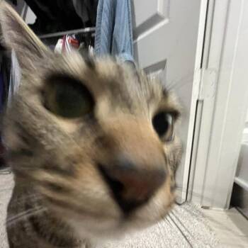 Peter Parker -  Domestic Short Hair Cat for Adoption in Dallas, Texas - Peter Parker | PetCurious