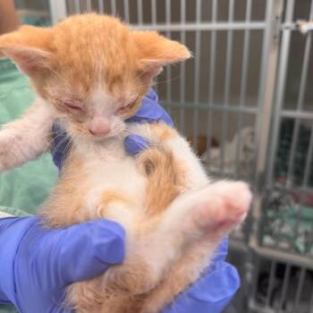 Domestic Short Hair Cats Available for Adoption in Wheeling, Illinois - Oracle | PetCurious