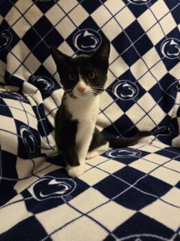 Rescue Domestic Short Hair Cats for Adoption in Littlestown, Pennsylvania - Penny (foster Kitten) | PetCurious