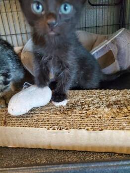 Marlon (Sparky) -  Domestic Long Hair Cat for Adoption in Bossier City, Louisiana - Marlon (Sparky) | PetCurious
