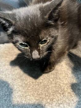 Rescue Domestic Short Hair Cats for Adoption in Memphis, Tennessee - Anne Hale | PetCurious