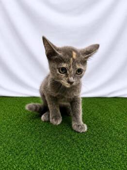 Odysseus -  Domestic Short Hair Cat for Adoption in Covington, Louisiana - Odysseus | PetCurious
