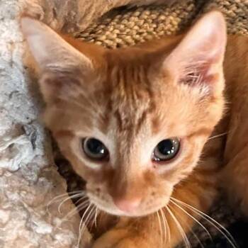 Small Paul -  Domestic Short Hair Cat for Adoption in Crystal Lake, Illinois - Small Paul | PetCurious